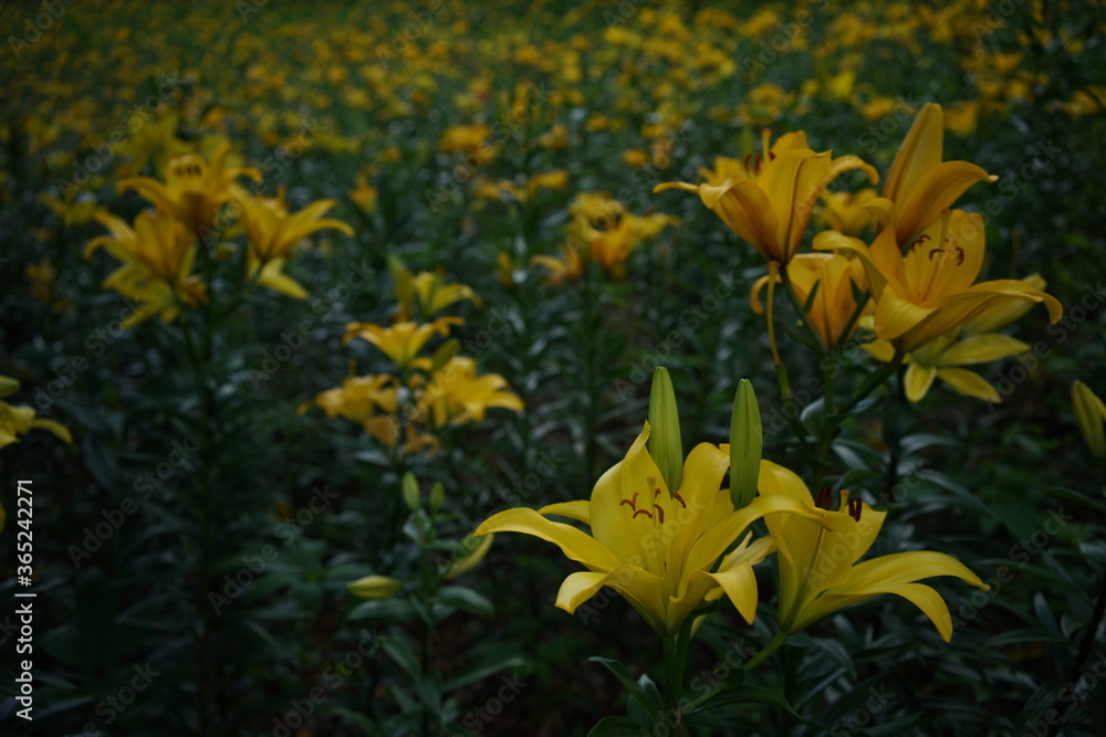 Light Yellow Thunberg Lily in Full Bloom Light Yellow Thunberg Lily in Full Bloom