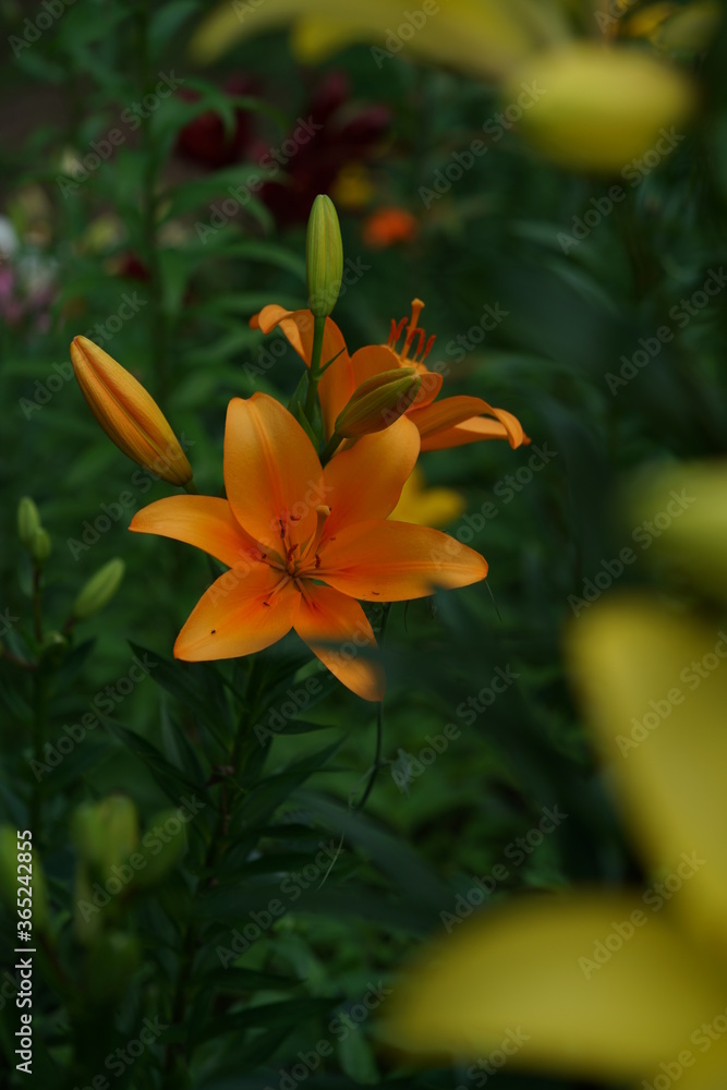 Fototapeta premium Light Orange Thunberg Lily in Full Bloom