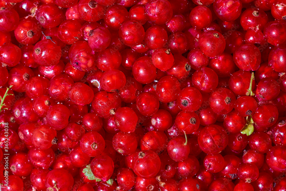 Background ripe Red currants. Close-up. Top view. Background ripe Red currants. Close-up. Top view.