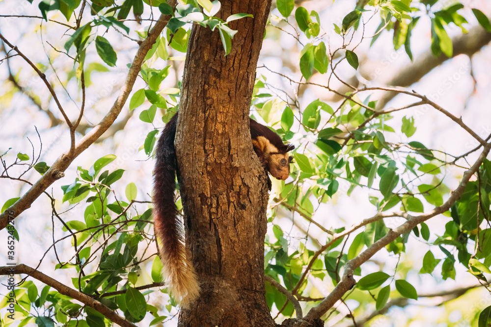 Fototapeta premium Goa, India. Indian Giant Squirrel, Or Malabar Giant Squirrel, Ratufa Indica Resting On Tree. It Is A Large Tree Squirrel Species In The Genus Ratufa Native To Forests And Woodlands In India
