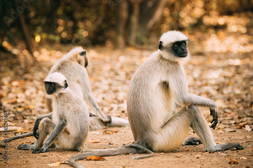 Goa, India. Gray Langur Monkey Sitting On Forest Ground © Grigory Bruev