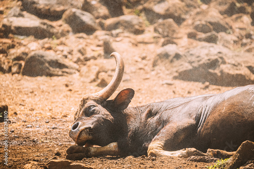 Goa, India. Gaur Bull, Bos Gaurus Or Indian Bison Resting On Ground. It Is The Largest Species Among The Wild Cattle. In Malaysia, It Is Called Seladang, And Pyaung In Myanmar photo