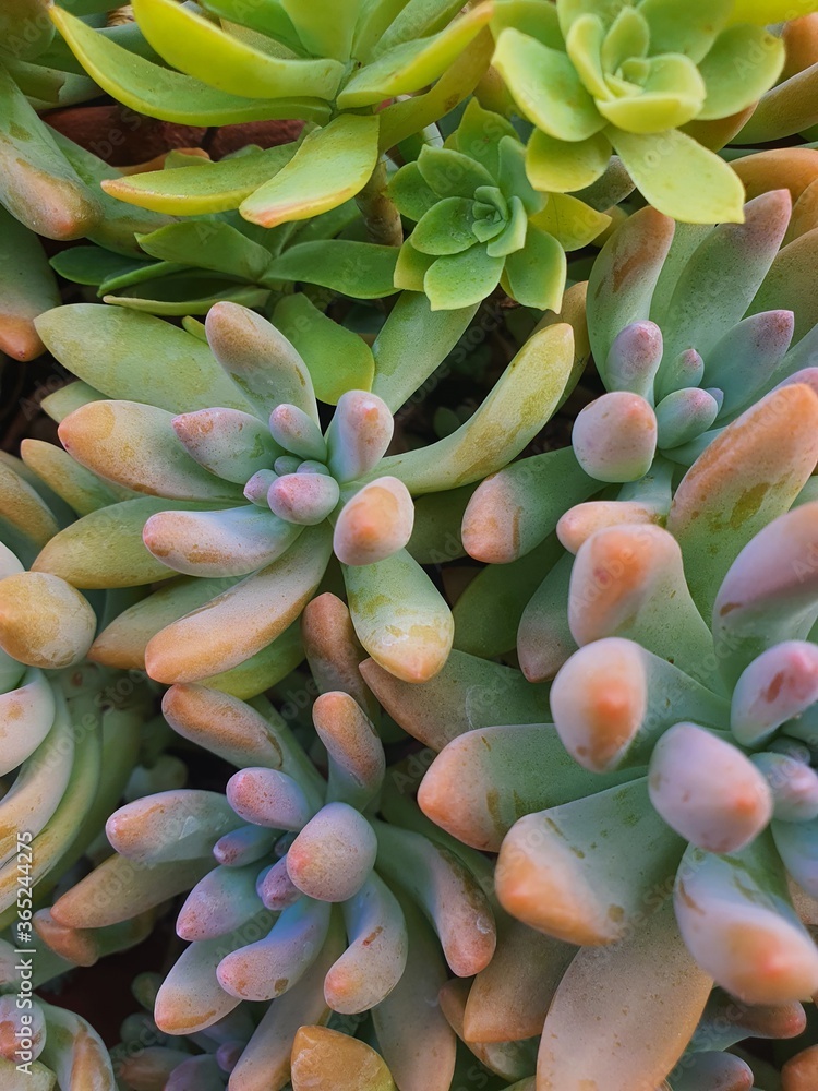 Obraz premium close up of succulent plant