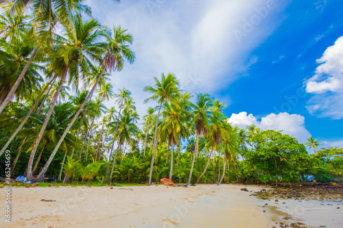 Coconut pam tropical tree on sea beach morning sunrise