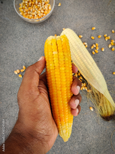 South Indian man holding home made boiled corn in his hand. With uncooked corn and scatterd unpopped popcorn grains in grey background. photo