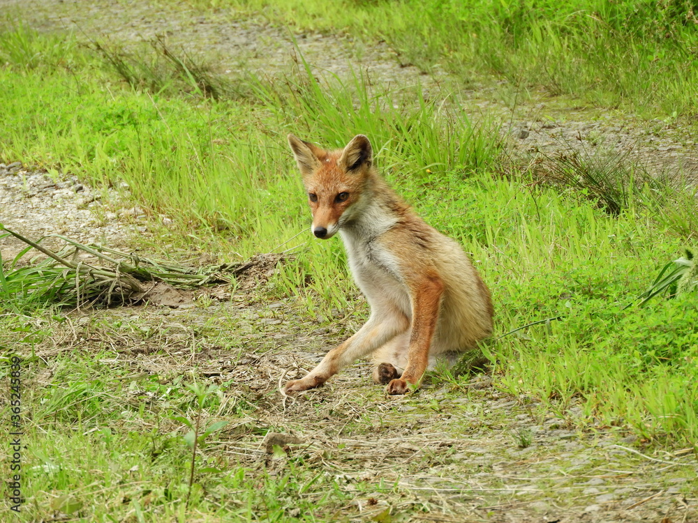 Fototapeta premium 野生のキツネ