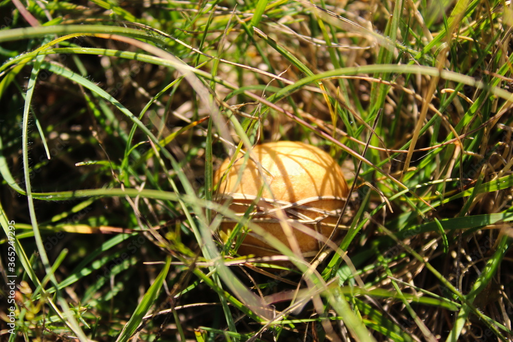Brown mushroom growing in the grass. Brown mushroom growing in the grass.