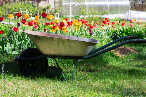 A garden wheelbarrow on one wheel stands in the garden against the background of tulips .