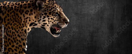 Tablou canvas jaguar on horizontal grey wall background