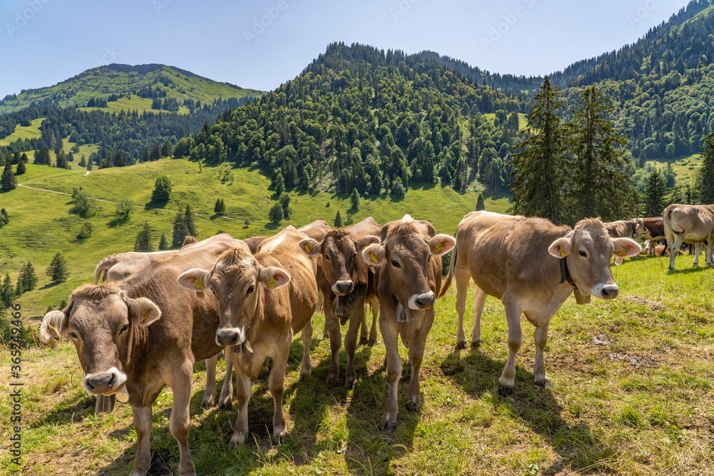 Obraz premium curious pack of calfs on mountain pasture in the Allgau Alps, Bavaria, Germany