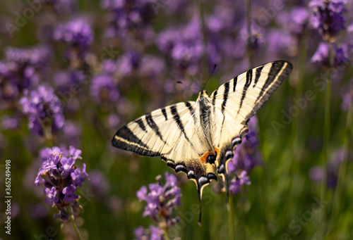 Closeup swallowtail butterfly on a lavender flower on a bright sunny day. A beautiful butterfly in the summer garden.