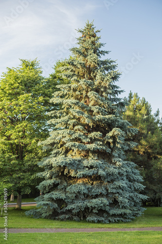 blue spruce tree (Picea pungens)