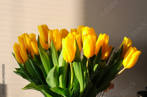 A large bouquet of yellow tulips against a wall half-lit by the sun....