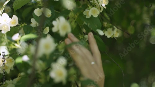 Girl touching her hand on the flowers of jasmine on a tree photo