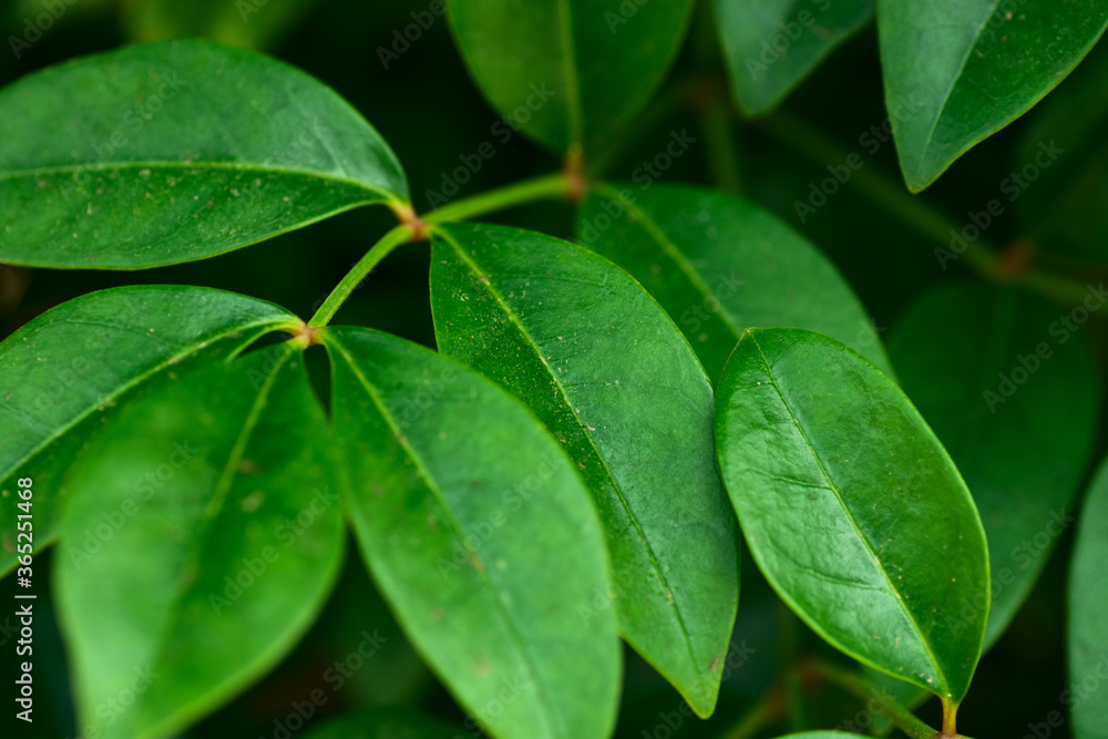 Fototapeta premium Green foliage nature background trees in summer forest with dangling branches covered with fresh leaves. Vibrant colors environment ecology concept