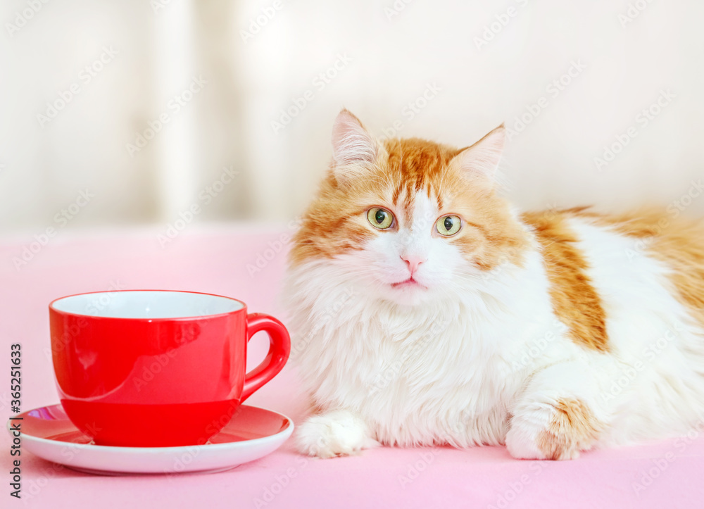 Red cat and a large red cup