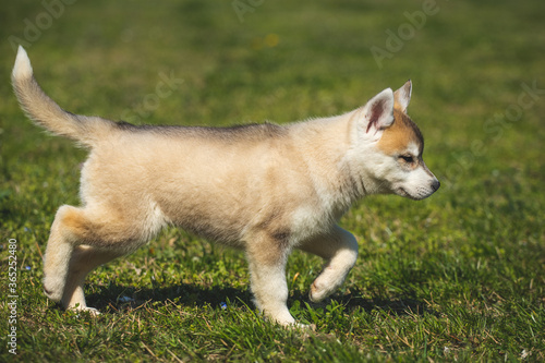 White and orange color Siberian Husky puppy playing on the grass.