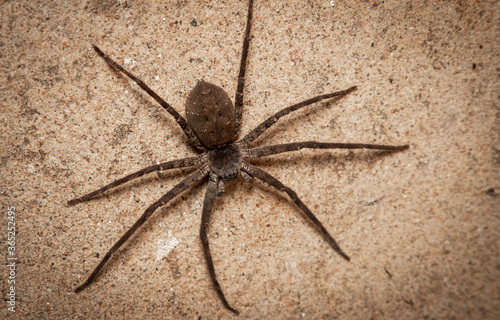 Close up huntsman spider. Macro shot spider. © Boxyray