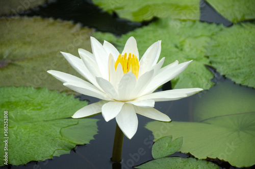 Beautiful blossom white lotus flower   water lily   on the lotus pond