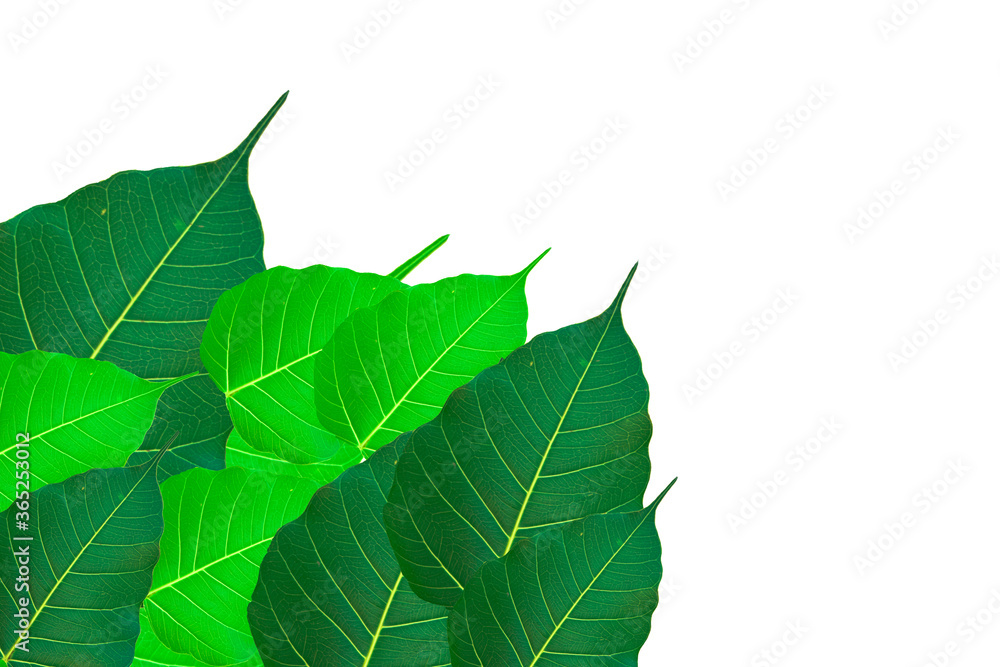 Bodhi leaves that are beautiful and fresh with a clean white background. Bodhi leaves that are beautiful and fresh with a clean white background.
