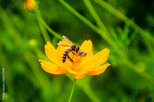 Blooming yellow Mexican Aster with honey bee bokeh background in the morning sunrise.