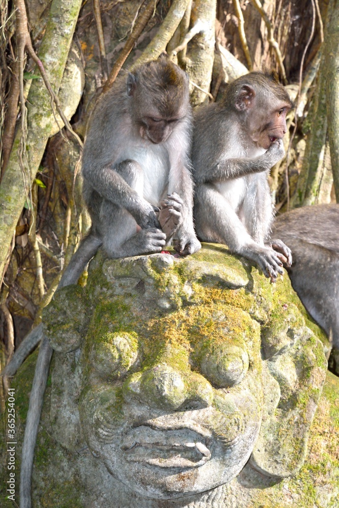 monkey couple