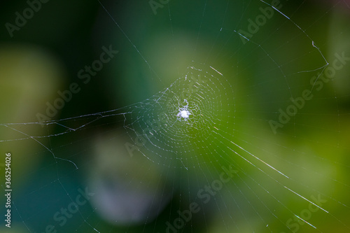 A pretty spider web on blur green background