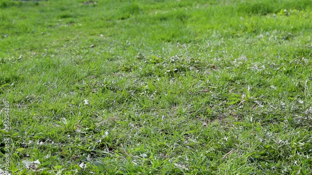 green grass background green grass background