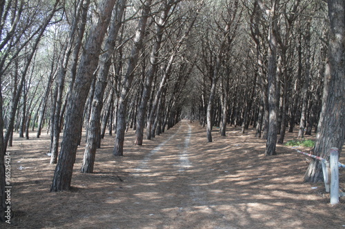 path in the forest