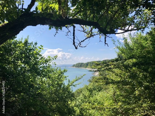 tree on the river