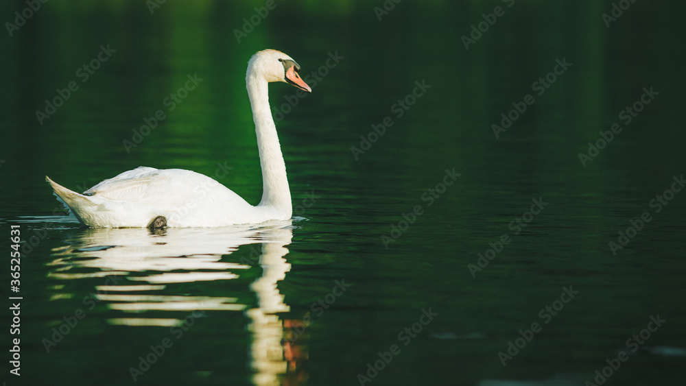 Fototapeta premium A white swan swimming on a lake with dark green water with reflection in the water.
