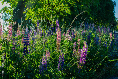 Lupines on a warm summer evening