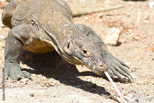 Komodo Dragon 4