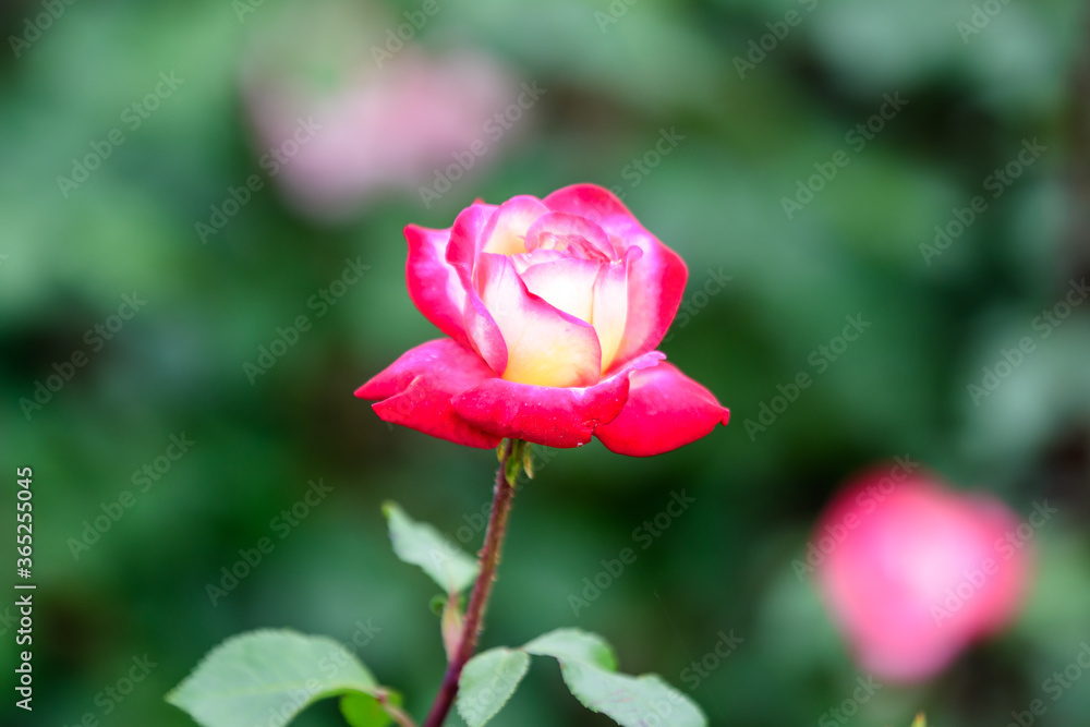 Close up of one large delicate pink and yellow rose in full bloom and green leaves in a garden in a sunny summer day, beautiful outdoor floral background photographed with soft focus. Close up of one large delicate pink and yellow rose in full bloom and green leaves in a garden in a sunny summer day, beautiful outdoor floral background photographed with soft focus.
