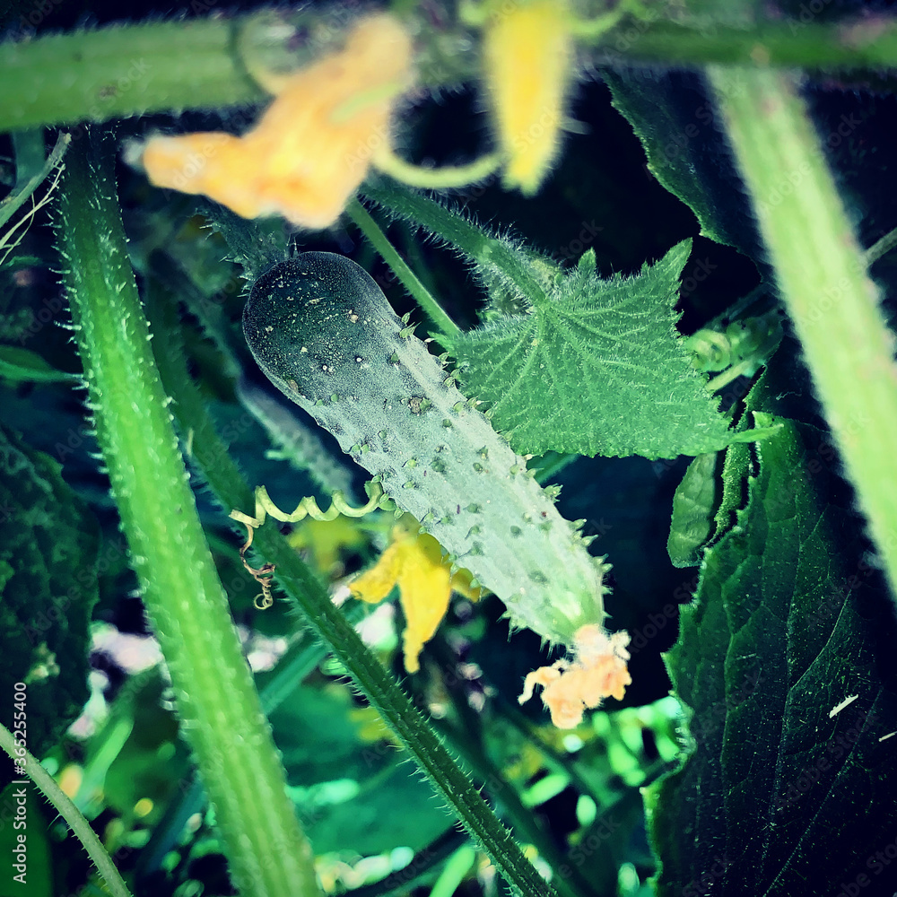 Fototapeta premium cucumber in the water