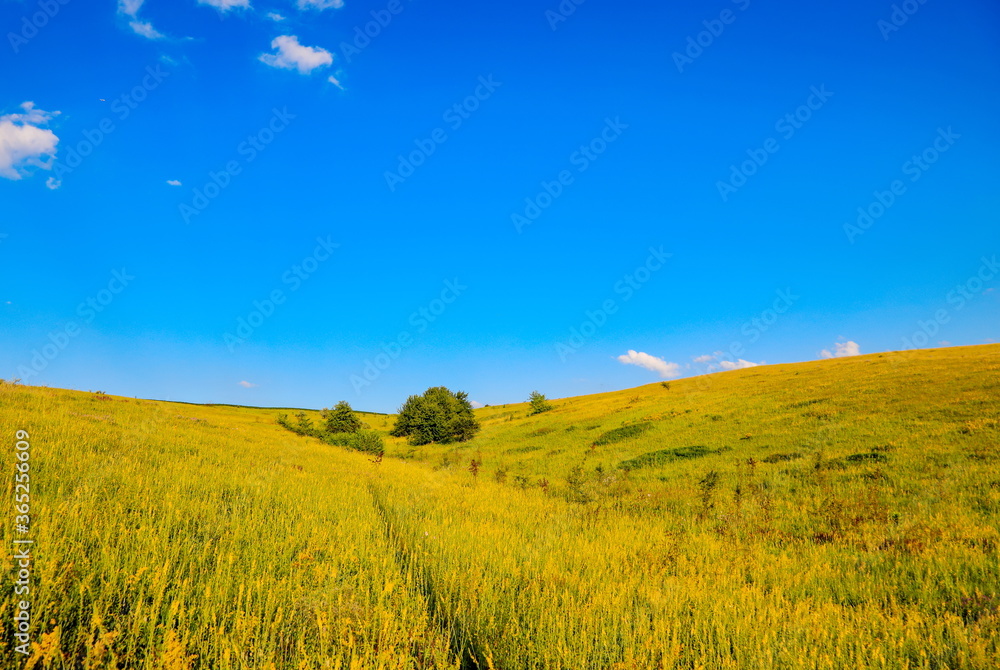 beautiful summer landscape with field and blue sky