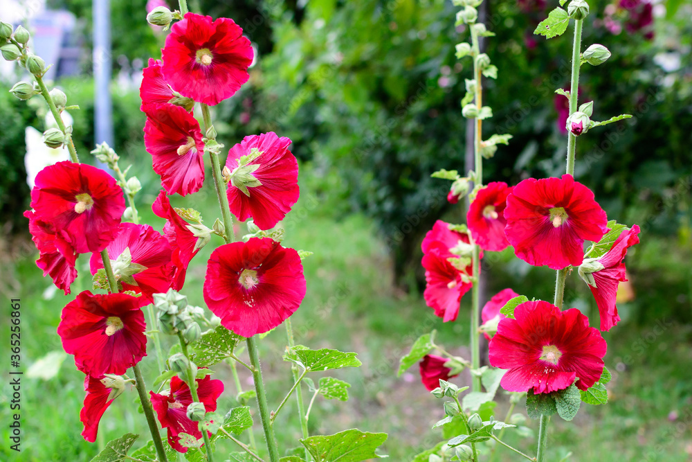 Fototapeta premium Many delicate vivid red flowers of Althaea officinalis plant, commonly known as marsh-mallow in a British cottage style garden in a sunny summer day, beautiful outdoor floral background.