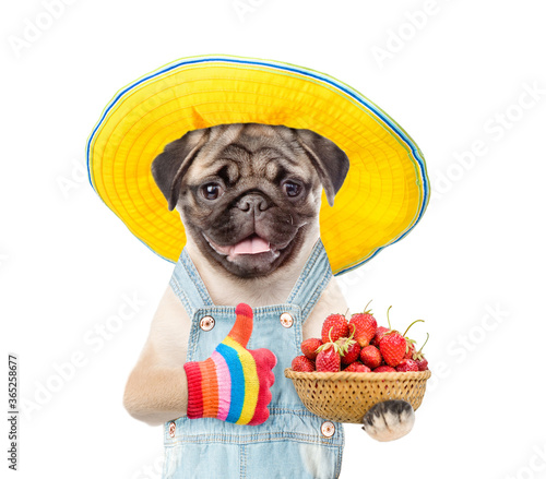 Pug puppy farmer wearing overalls and summer hat holds basket of strawberries and shows thumbs up gesture. isolated on white background © Ermolaev Alexandr
