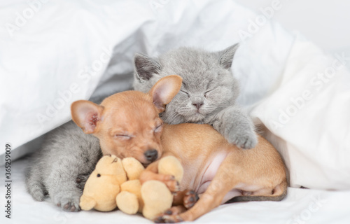 Toy terrier puppy and baby kitten sleep together under a warm blanket on a bed at home. Kitten hugs favorite toy bear