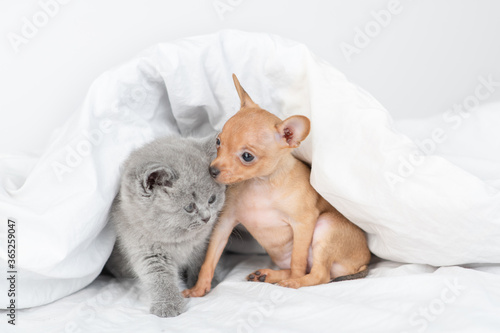 Friendly Toy terrier puppy and gray kitten sit together under warm blanket on a bed at home © Ermolaev Alexandr