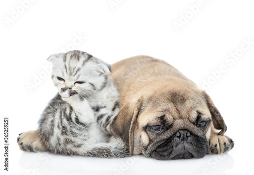 Sleeping Pug puppy lies with scottish kitten. Kitten washing and cleaning itself. Isolated on white background
