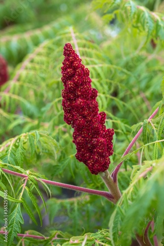 Rhus typhina 'Dissecta' Farnwedel-Sumach Fruchtstand photo