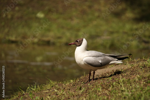 Black-headed gull stands on the shore of a lake in profile in sunny weather in the Moscow region