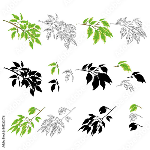 Tropical plant Ficus benjamina Variegated Ficus  branches natural and silhouette  and outline set on a white background vintage vector illustration  editable hand draw