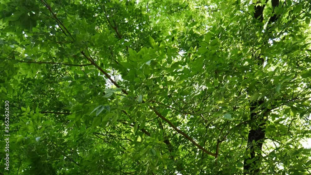 the green leaves on the branches of the tree sway in the wind the green leaves on the branches of the tree sway in the wind