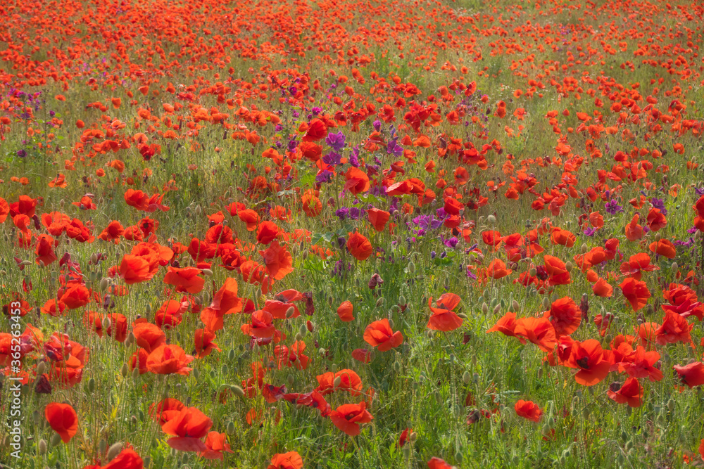 Field with wild red poppy flowers in summer. Natural floral background, selective focus, romantic and dreamy.