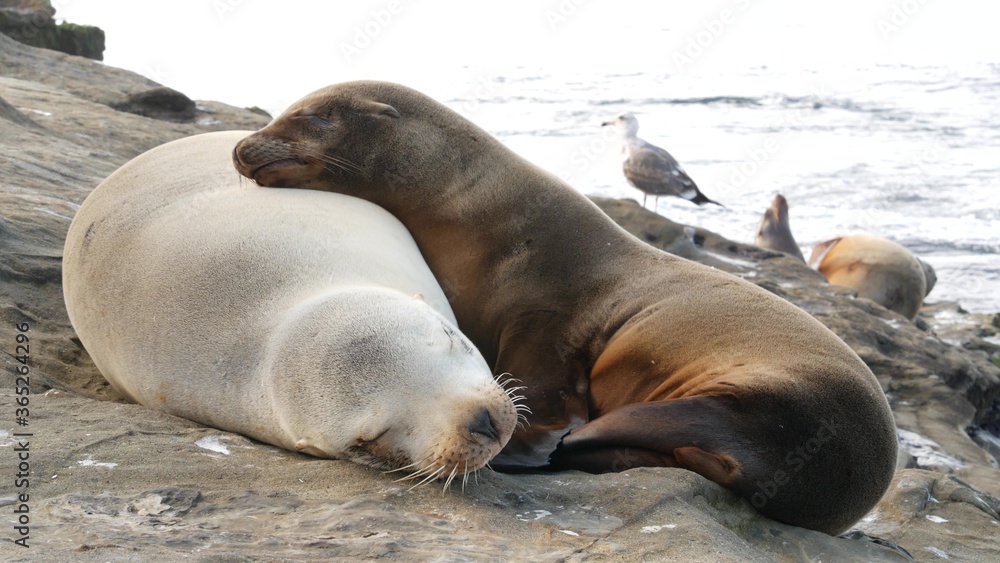 Naklejka premium Cute baby cub, sweet sea lion pup and mother. Funny lazy seals, ocean beach wildlife, La Jolla, San Diego, California, USA. Funny awkward sleepy marine animal on pacific coast. Family love and care