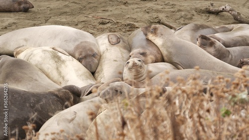 Funny lazy elephant seals on sandy pacific ocean beach in San Simeon, California, USA. Awkward fat mirounga earless sea lions with unusual proboscis roaring. Alpha male playful reproductive behavior