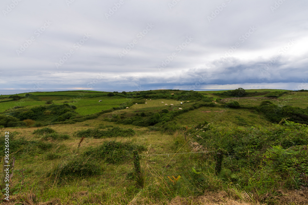 View of green pastures with cows, a cloudy afternoon, with the sea in the background, in Cantabria, Spain. Horizontally