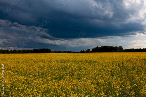 Storm clouds over the yellow field of flowers